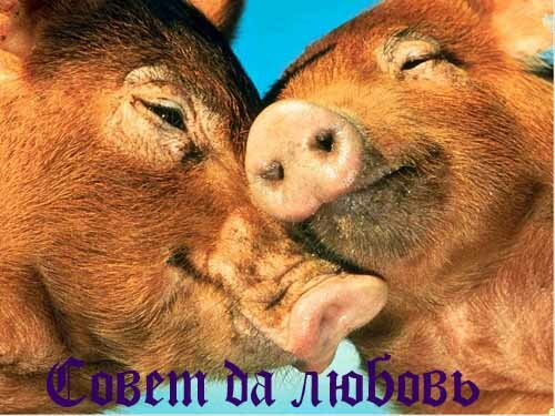 Совет да любовь фотоприкол